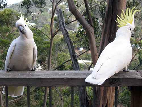 Cockatoos on a verandah in Victoria, Australia