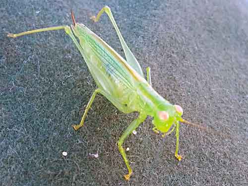 Grasshopper on an Akubra hat